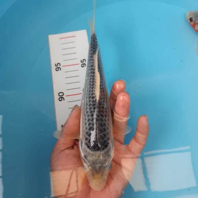 asagi jaring rapi 20cm