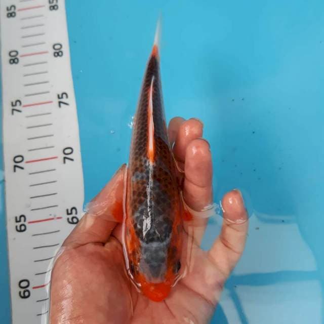 Asagi20cm