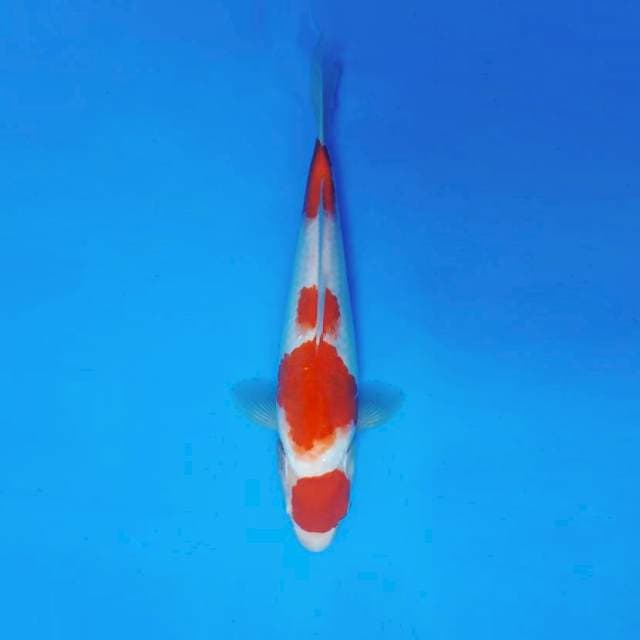 AKAGI 7 - KOHAKU ®