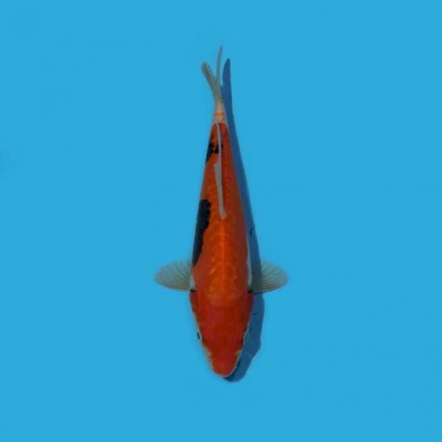 ND BENIKUM 20CM