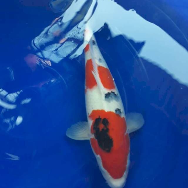 Taisho Sanshoku