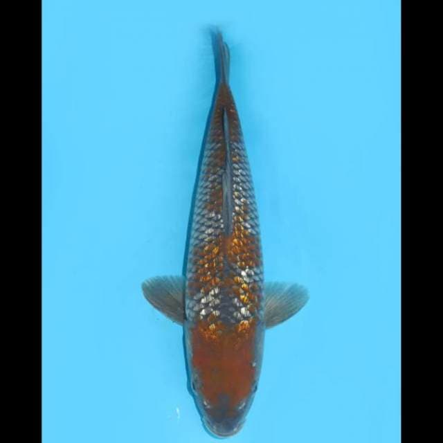 Ochiba Sighure Ginrin , Tosai , Lokal - 32cm Male