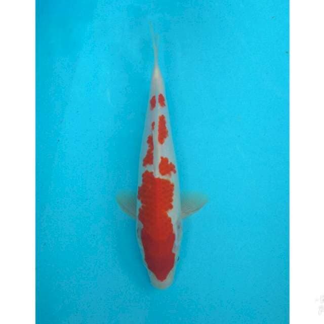 KOHAKU 27CM