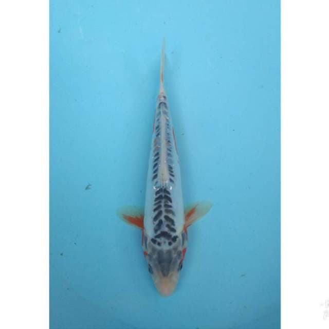 SHUSUI 25CM