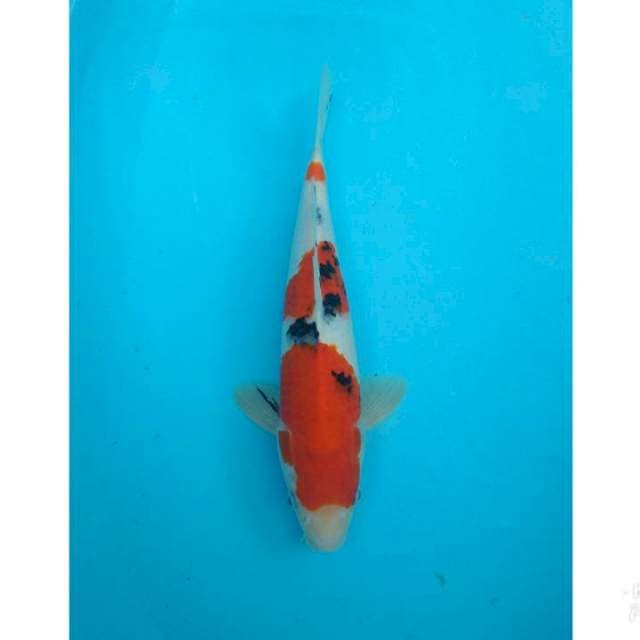 SANKE MERAH 33CM