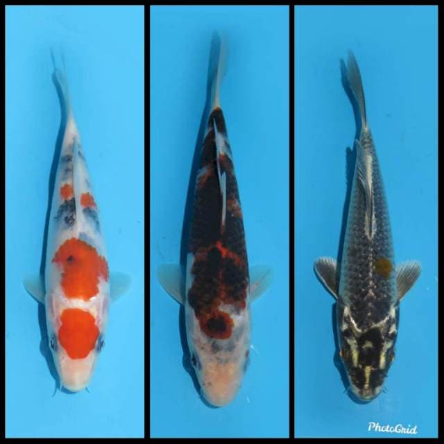 Mix Sanke , goromo , kiko - 17 20 14cm