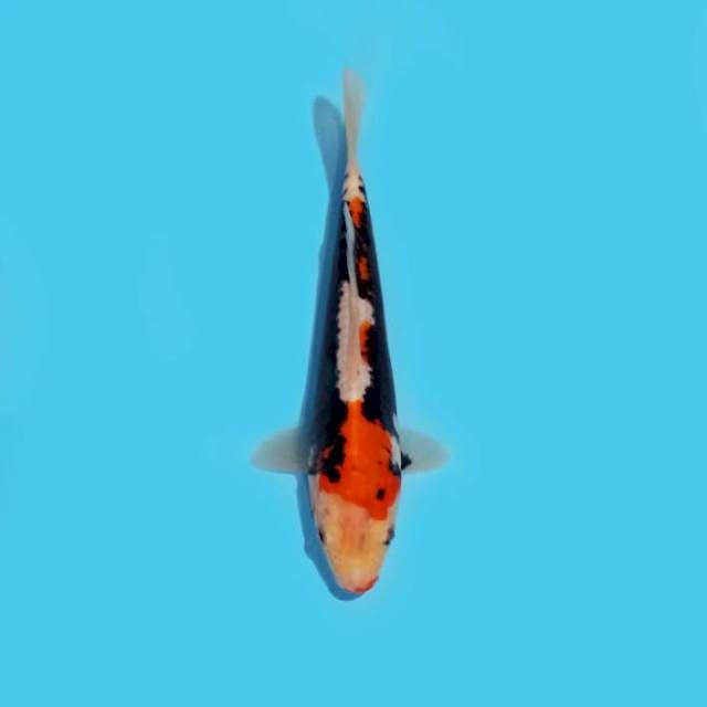 Beni Kumon 20 cm