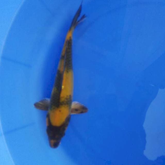 Kin showa 23cm