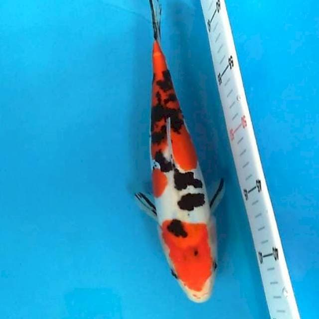 Sanke doitsu murni 30 cm