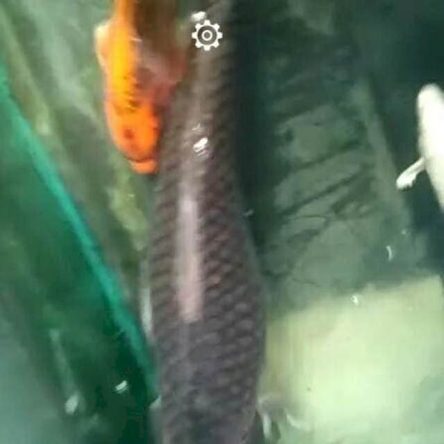 Sk kabuto 1ekor