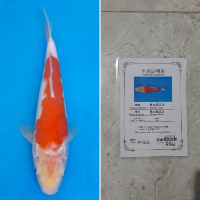 Momotaro kohaku 30cm serti