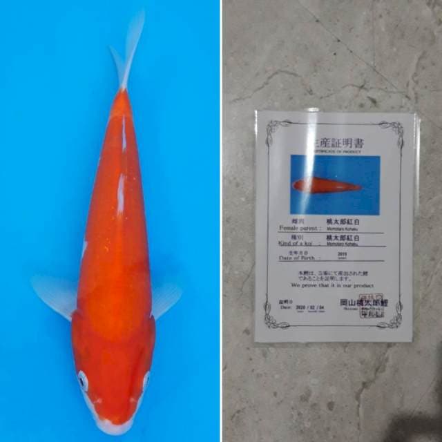 Momotaro kohaku 25cm serti