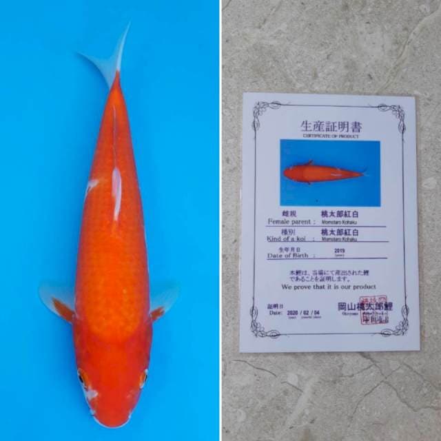Momotaro kohaku 28cm serti