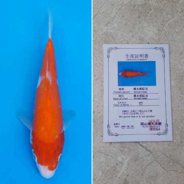 Momotaro kohaku 22cm serti