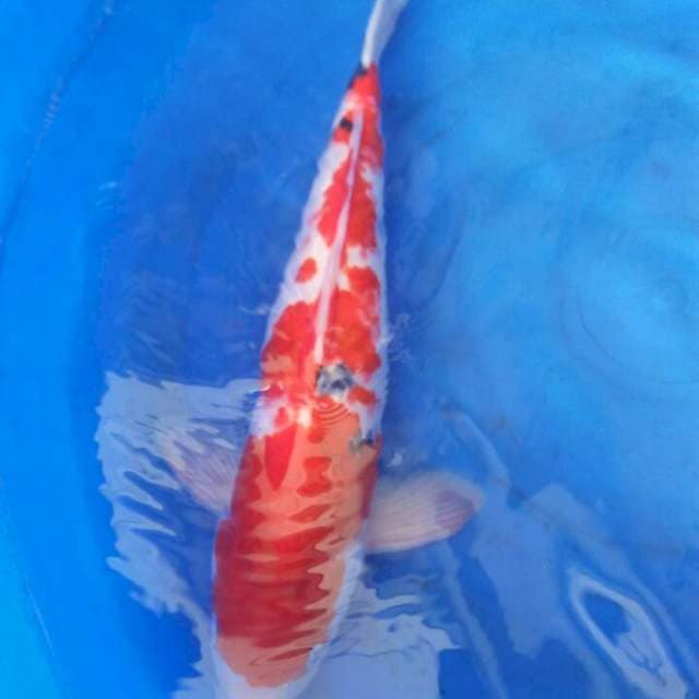 Pejantan 50 cm sanke orijinal