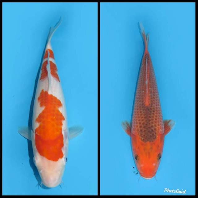 Kohaku & Aka matsuba - 24&28cm