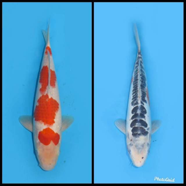 Sanke & Shusui - 28&35cm