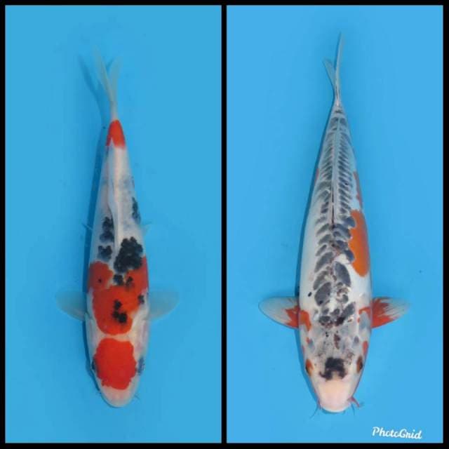 Sanke & Shusui - 18&38cm
