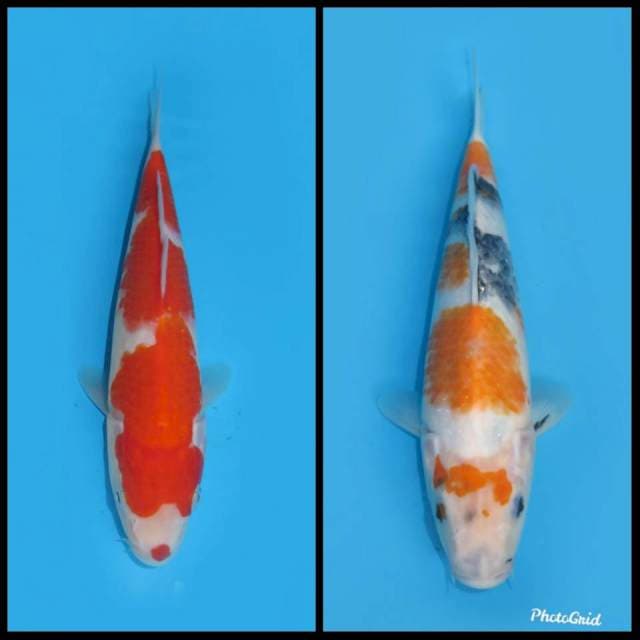 Kohaku & Showa - 23&28cm