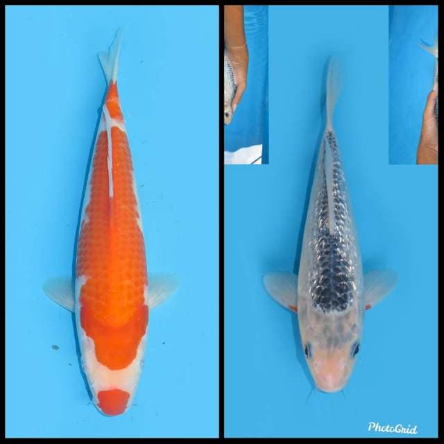Kohaku & Asagi Ginrin - 30&23cm