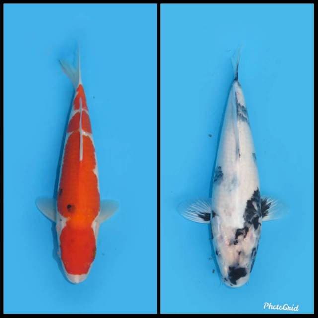 Sanke & Shiro - 27cm