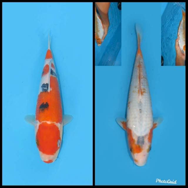 Sanke & Yuki - 27&32cm