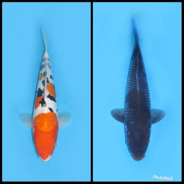 Sanke & Ochiba - 32cm