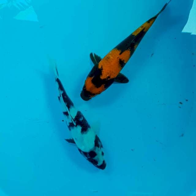 Mix, 24cm & 27cm