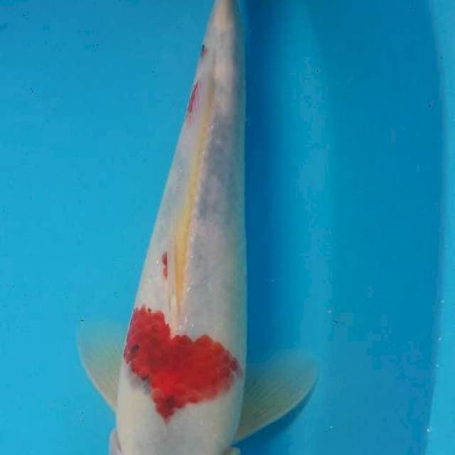 Kohaku 30