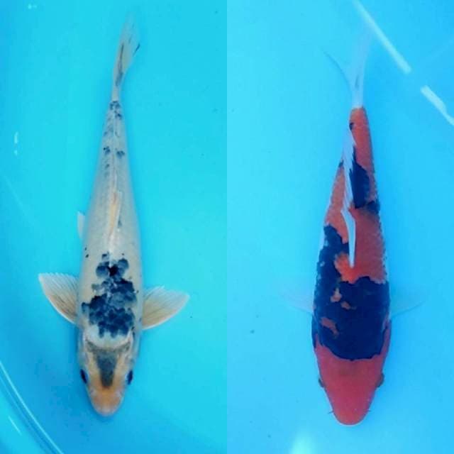 Duo corona 32+26