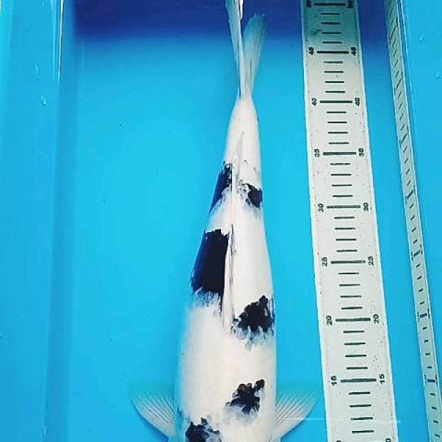 Shiro utsuri 48cm