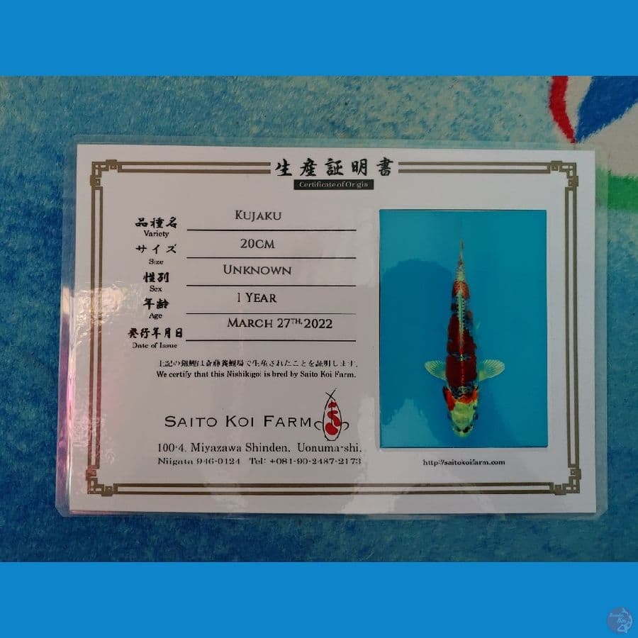 Koi Import Gin Matsuba (Kujaku) 20cm Sertifikat Breeder (Saito)