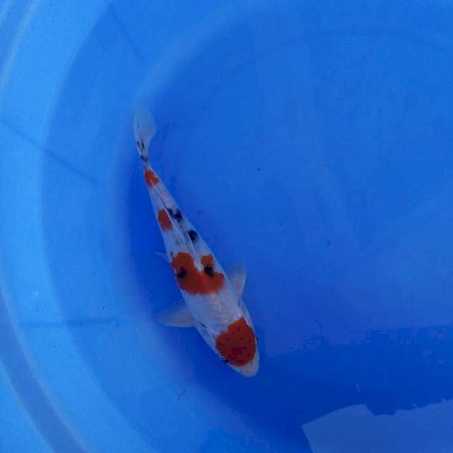 Maruten sanke 19cm