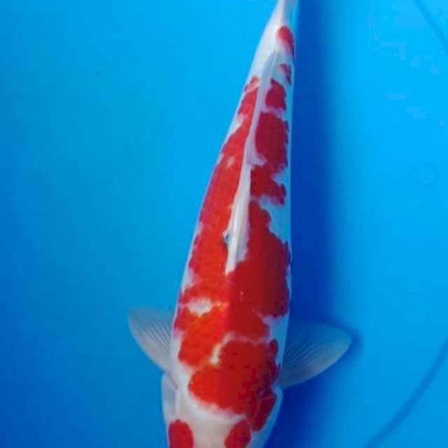 Kohaku