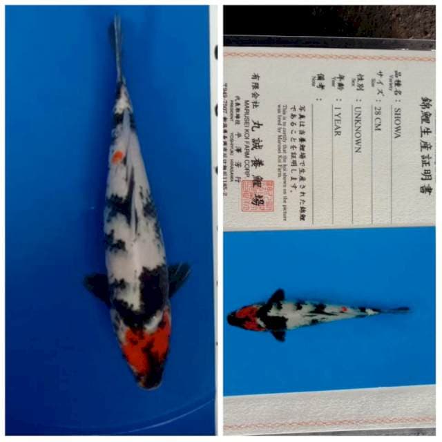 Showa 31cm Serti Lengkap