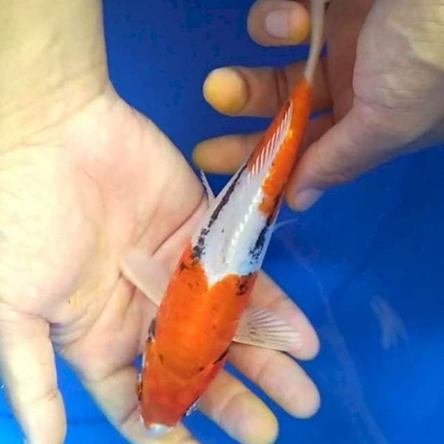 Beni kumonryu hikari 19 cm