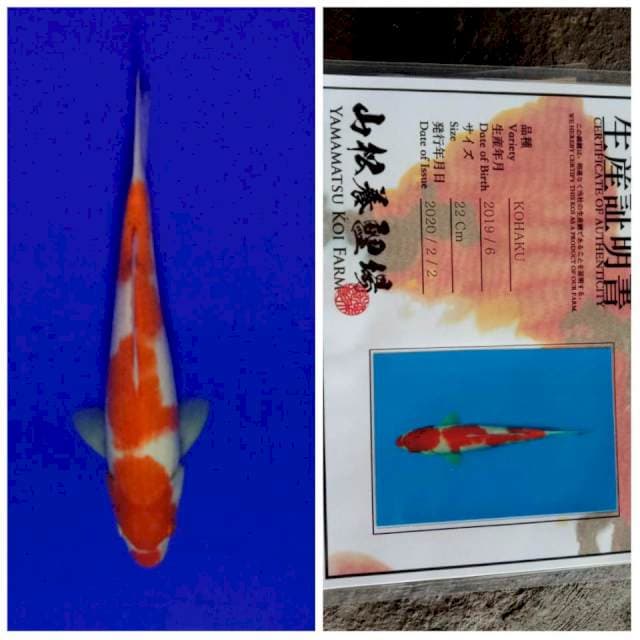 Kohaku serti lengkap 27cm