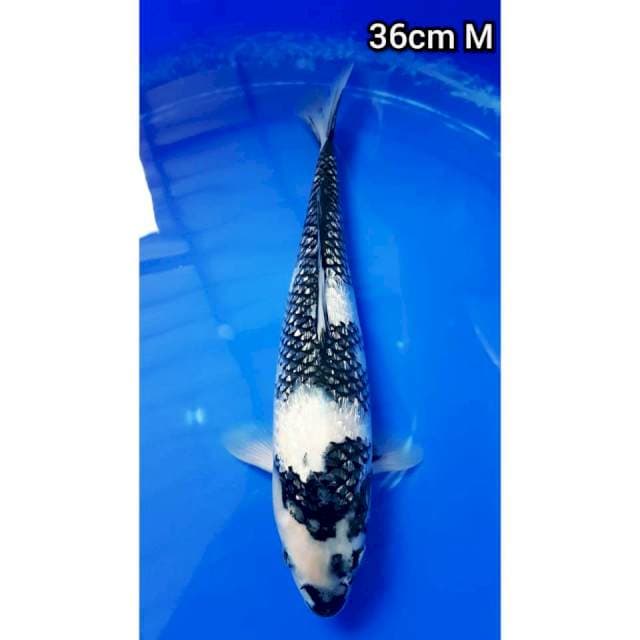 SHIRO GINRIN 36cm JANTAN
