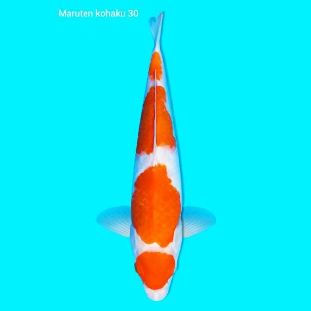 Maruten kohaku 30 cm