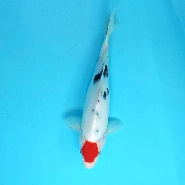 5. Tancho Sanke || 31 cm