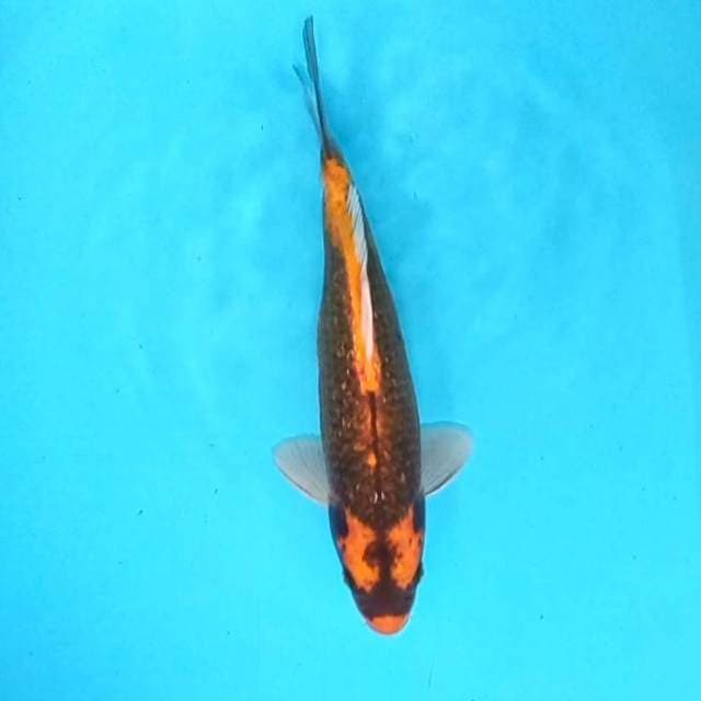 6. Kabuto || 31 cm