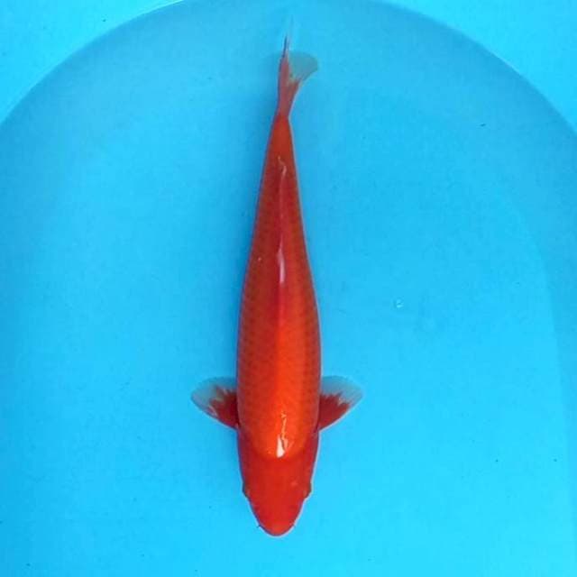 7. Aka Hajiro || 36 cm