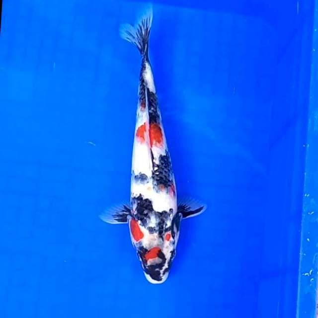 15. Kindai Showa || 29 cm