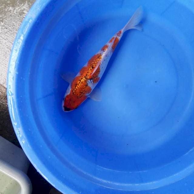 Ghosiki ginrin 30cm