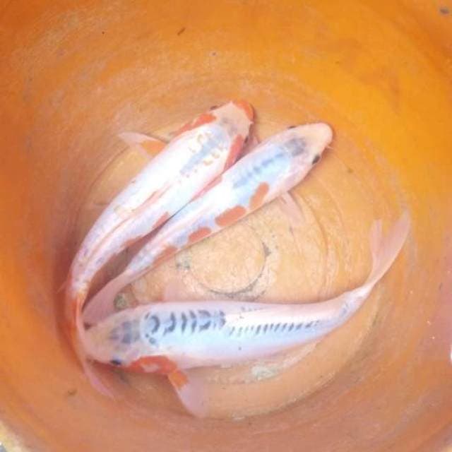 Paket shusui 3ekor