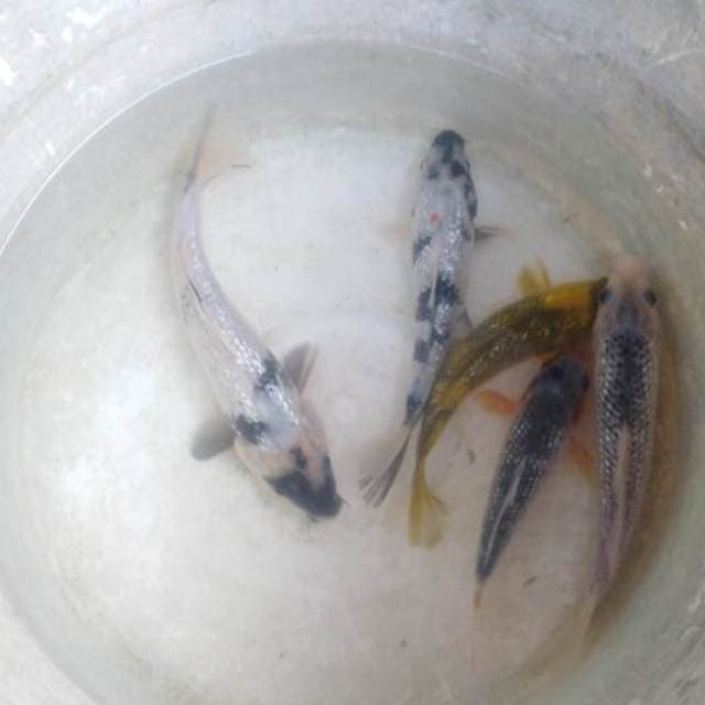 Mix ginrin 5ekor