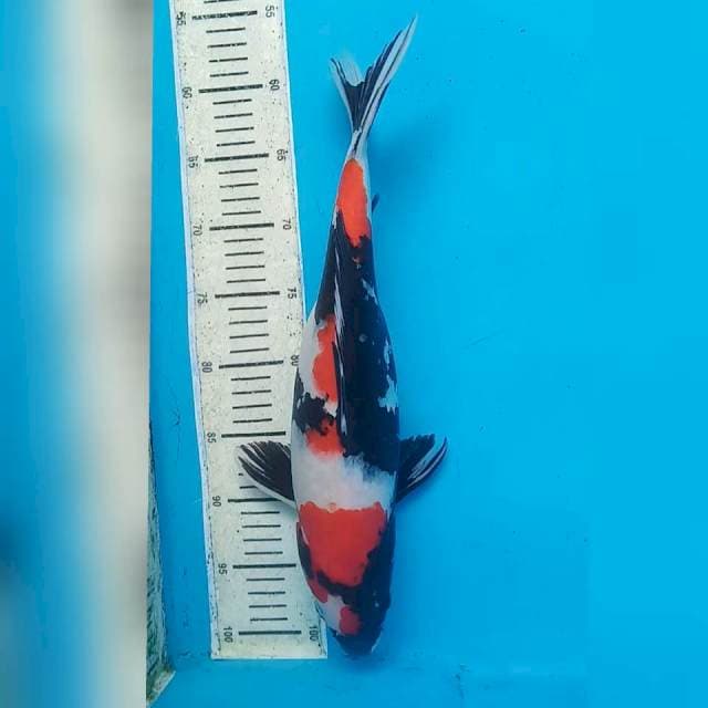Showa 41cm siip