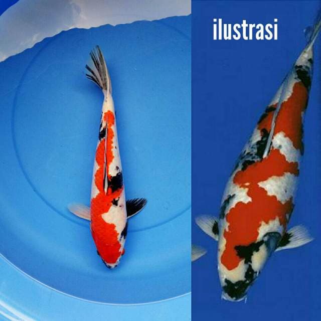 Jumbo Inazuma Showa Ciamik