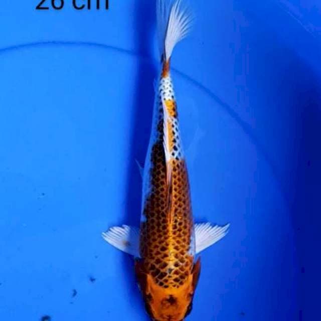 Kujaku 26 cm