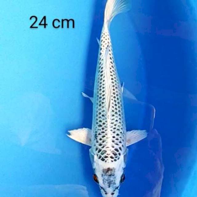 Gin matshuba 24 cm